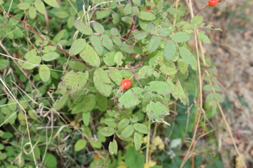 Rosa nutkana, photograph 2