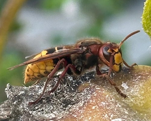 European Hornet