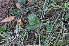 Rubus ursinus, photograph (c) Aden Sommerville, some rights reserved (CC BY)