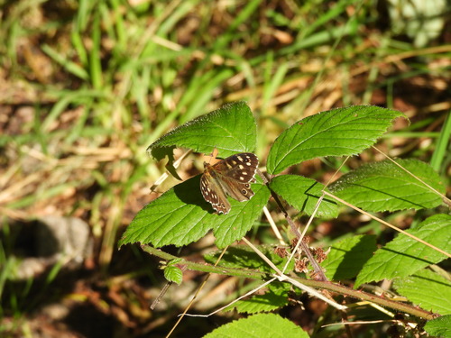 Speckled Wood
