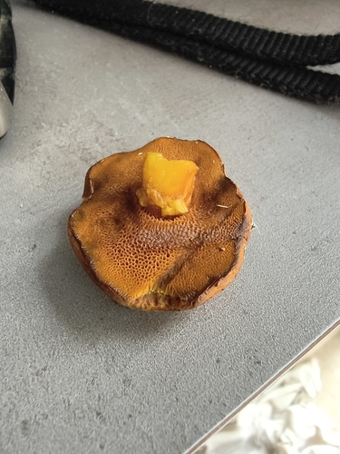 Peppery Bolete
