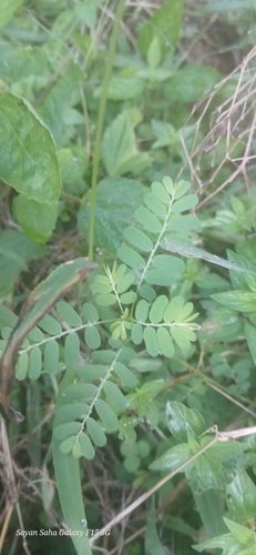Phyllanthus niruri observed 2026-09-19
