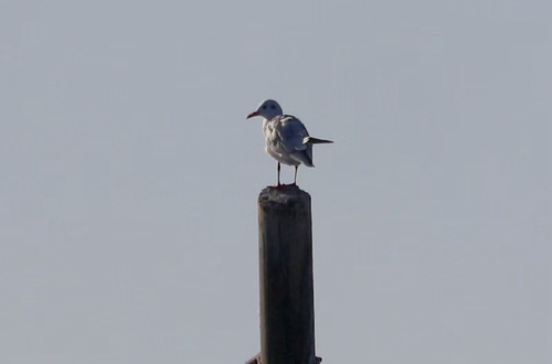 Black-headed Gull