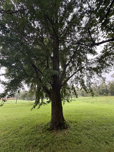 ginkgo