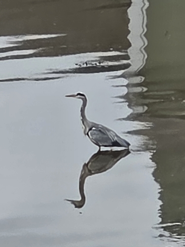 Grey Heron