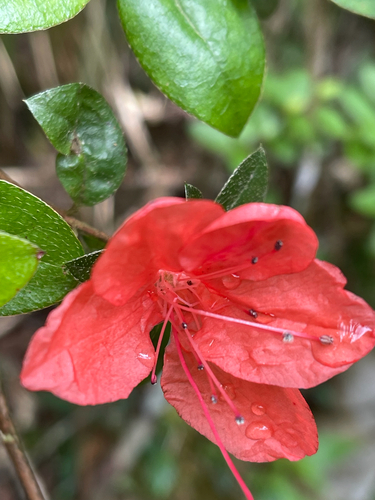 Rhododendron simsii observed 2026-09-19