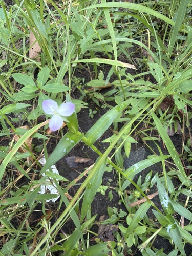 marsh dewflower