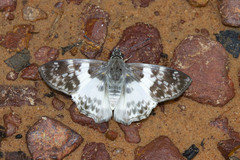 Polyctor polyctor
