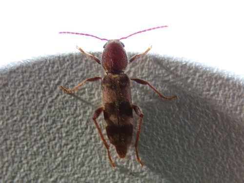 Rustic Borer