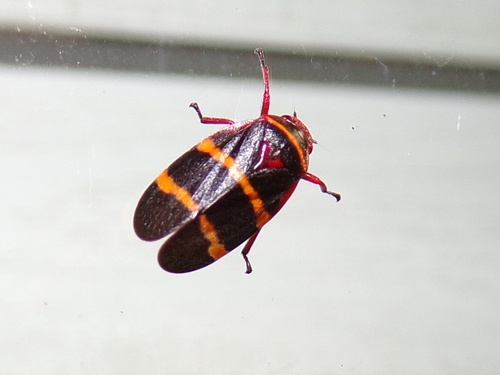 Two-lined Spittlebug