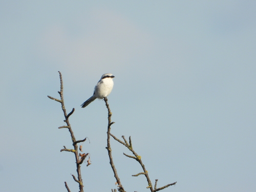 Great Gray Shrike