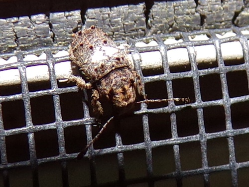 Oval-patched Fungus Weevil