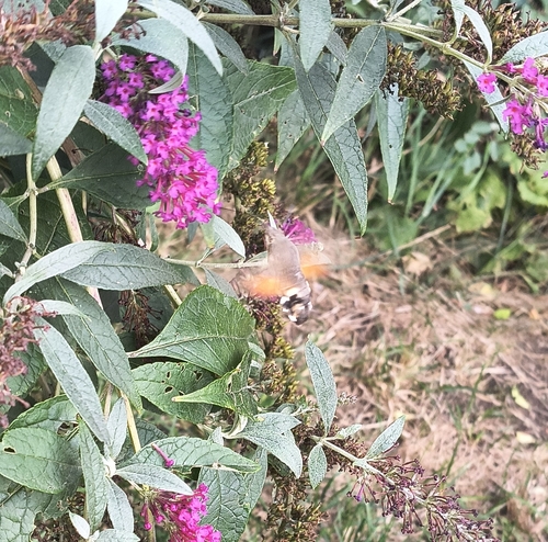 Eurasian Hummingbird Hawkmoth