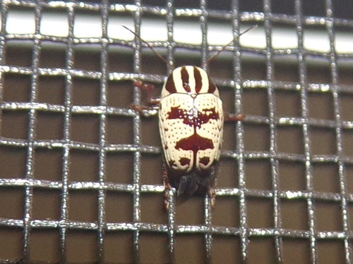 Bi-blotched Cryptocephalus