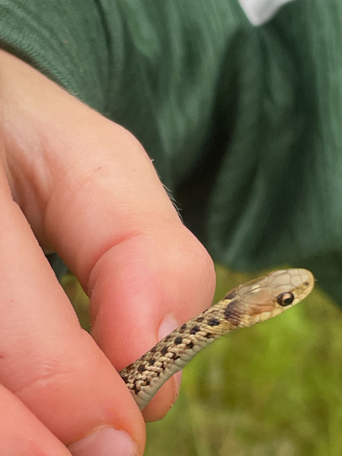 Maritime Garter Snake