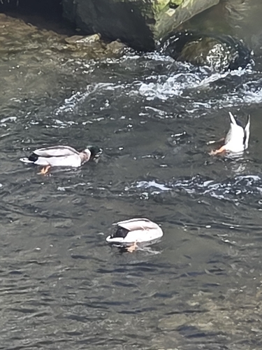 Mallard
