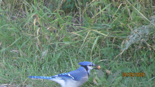 Blue Jay