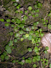 Stellaria parviflora