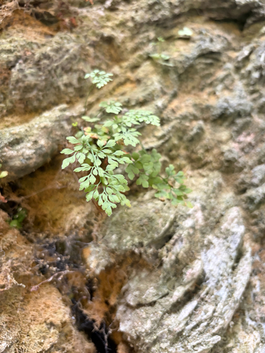 wall-rue