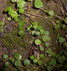 Stellaria parviflora