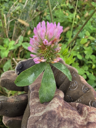 Red Clover