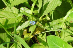 Commelina forskaolii