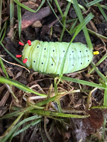 Promethea Silkmoth