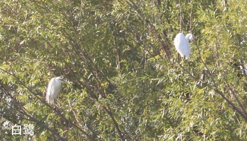 Little Egret