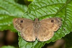 Morvina fissimacula