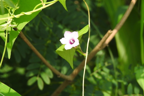 Ipomoea triloba, photograph 6