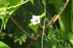 Ipomoea triloba, photograph author not stated, no rights reserved