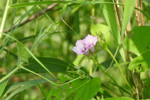 Ipomoea triloba, photograph 5