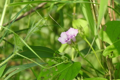 Ipomoea triloba, photograph author not stated, no rights reserved