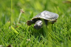 Trachemys venusta venusta