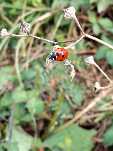 Seven-spotted Lady Beetle