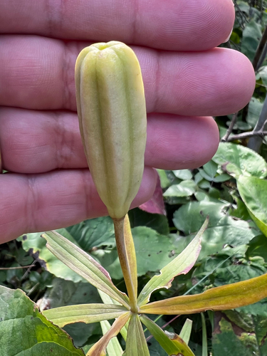 Lilium philadelphicum