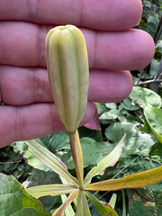 Lilium philadelphicum