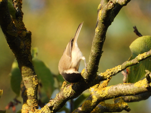 Marsh Tit