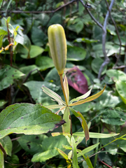 Lilium philadelphicum, photograph author not stated, no rights reserved
