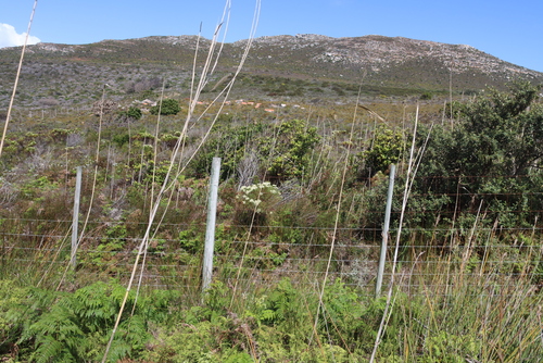 Leucadendron macowanii, photograph 2