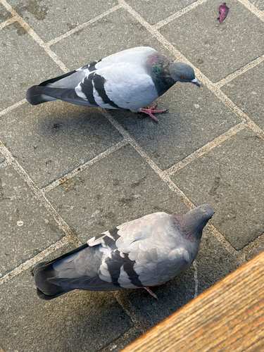 Feral Pigeon