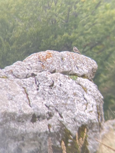 Black Redstart