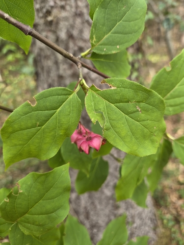 Large-leaved Spindle