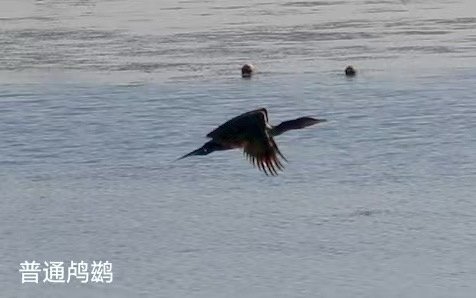 Great Cormorant