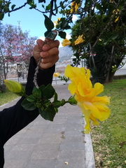 Hibiscus rosa-sinensis