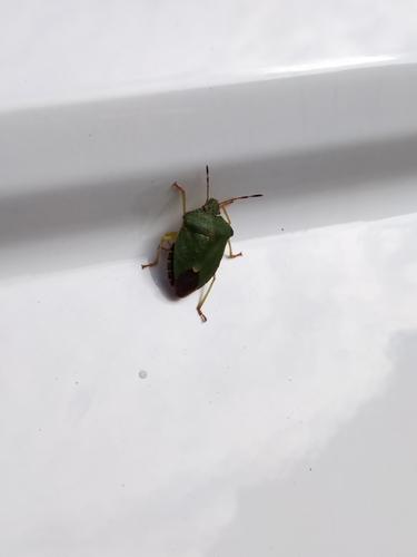 Green Shield Bug