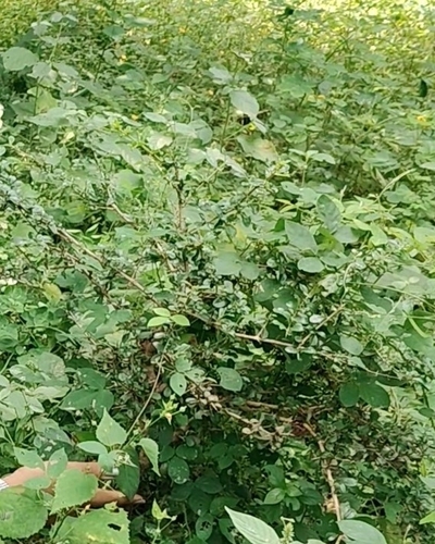 Catunaregam spinosa observed 2026-09-21