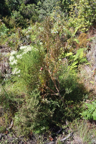 Leucadendron macowanii, photograph 1