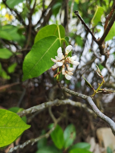 Derris trifoliata observed 2026-09-21