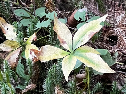 Lysimachia borealis, photograph 5